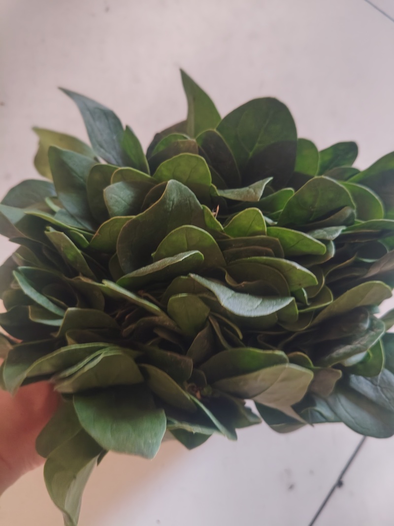 小叶波菜