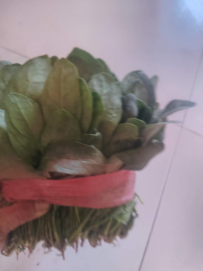 小叶波菜