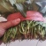小叶波菜