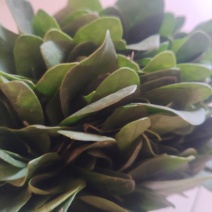 小叶波菜