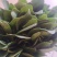 小叶波菜