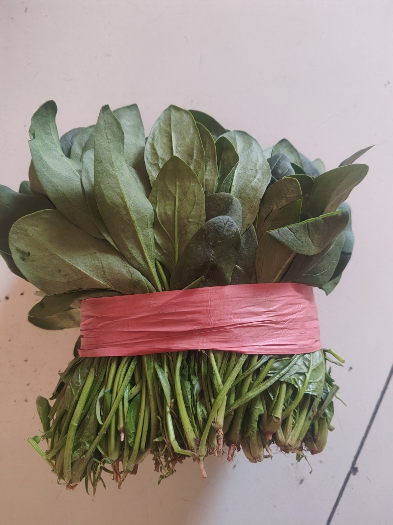 小叶波菜