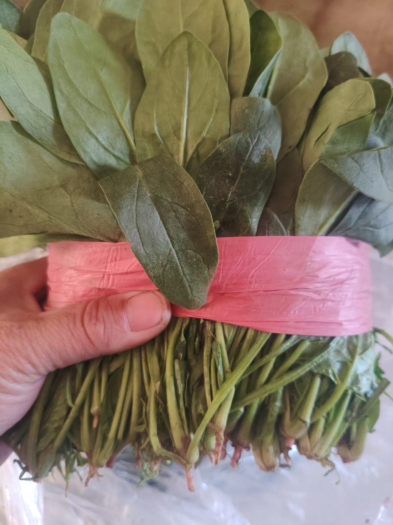 小叶波菜