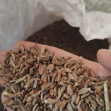 二年白术种子保证发芽率