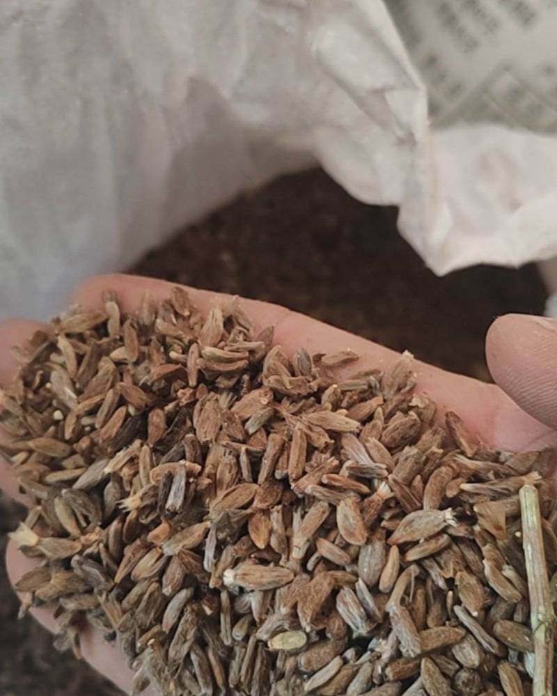 二年白术种子保证发芽率