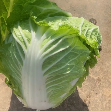通许大白菜产地直发一手货源品质保证量大从优