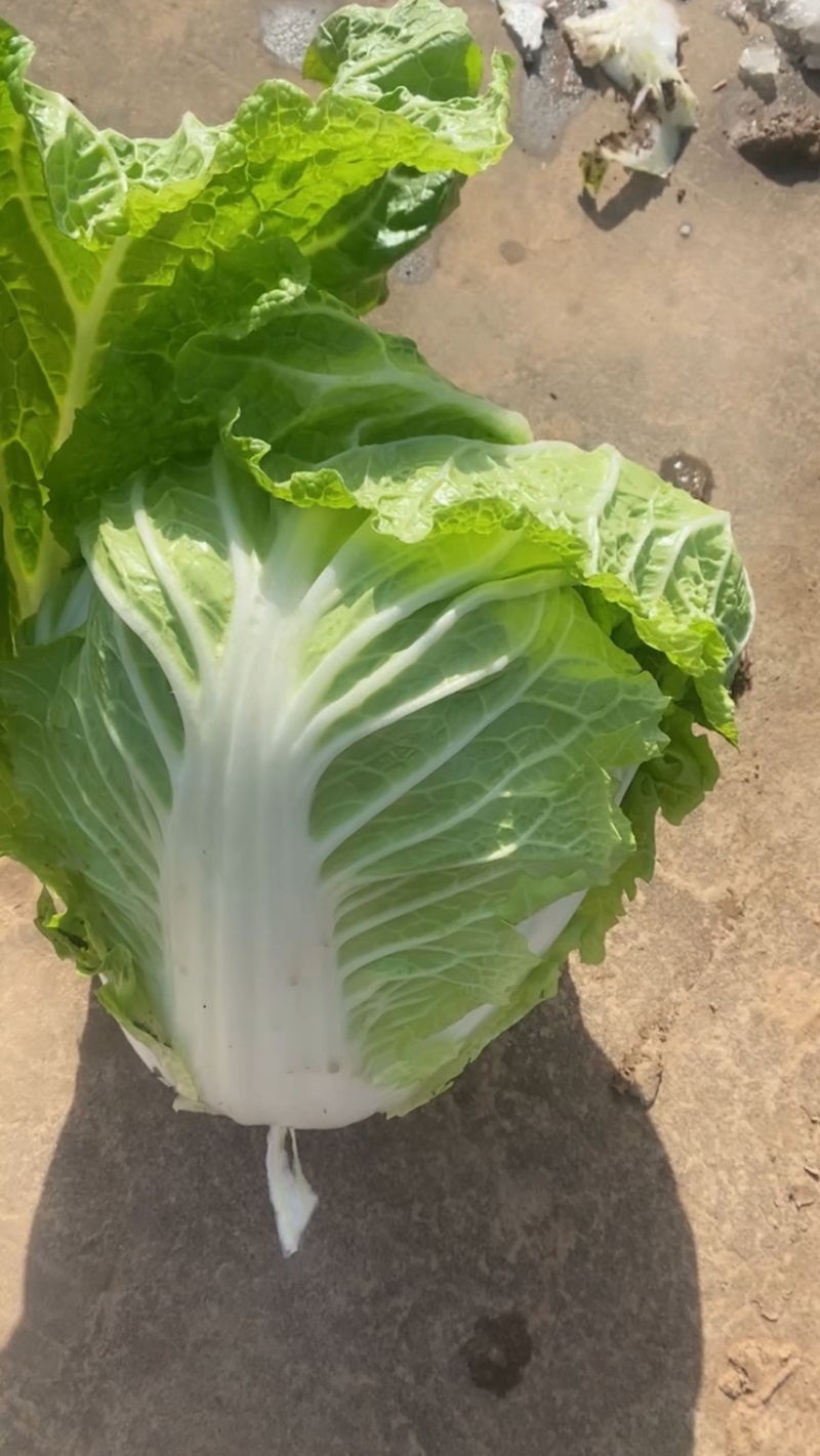 通许大白菜产地直发一手货源品质保证量大从优