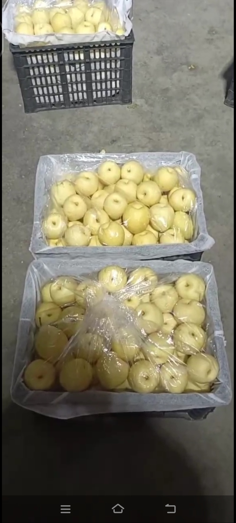 酥梨大量走货