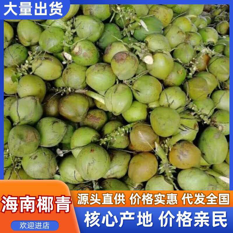 琼海市椰子