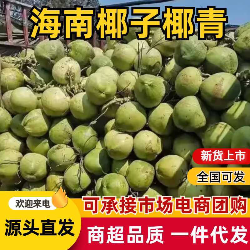 琼海市椰子