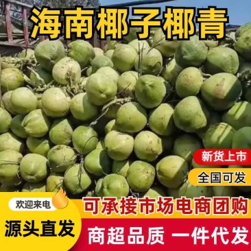 批发椰子海南椰子椰青，拼车专车送货，包邮到店一件代发椰子