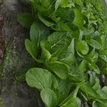 白菜苔