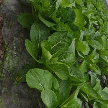 白菜苔