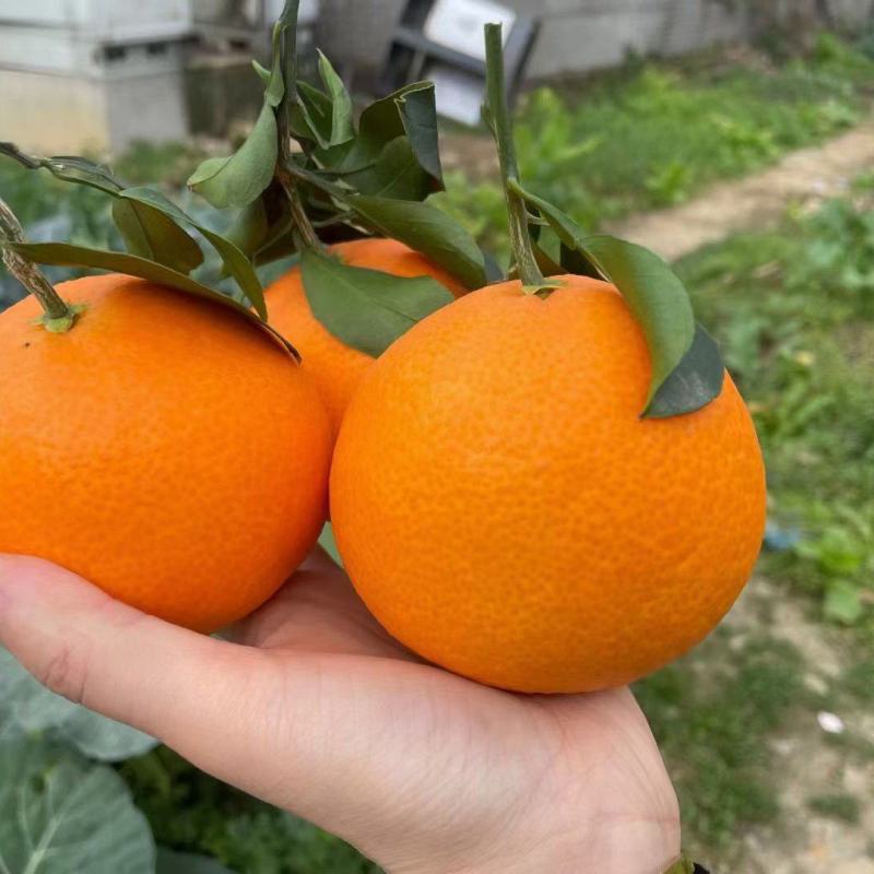 【精选】纽荷尔脐橙湖北秭归橙子量大价优新鲜多汁