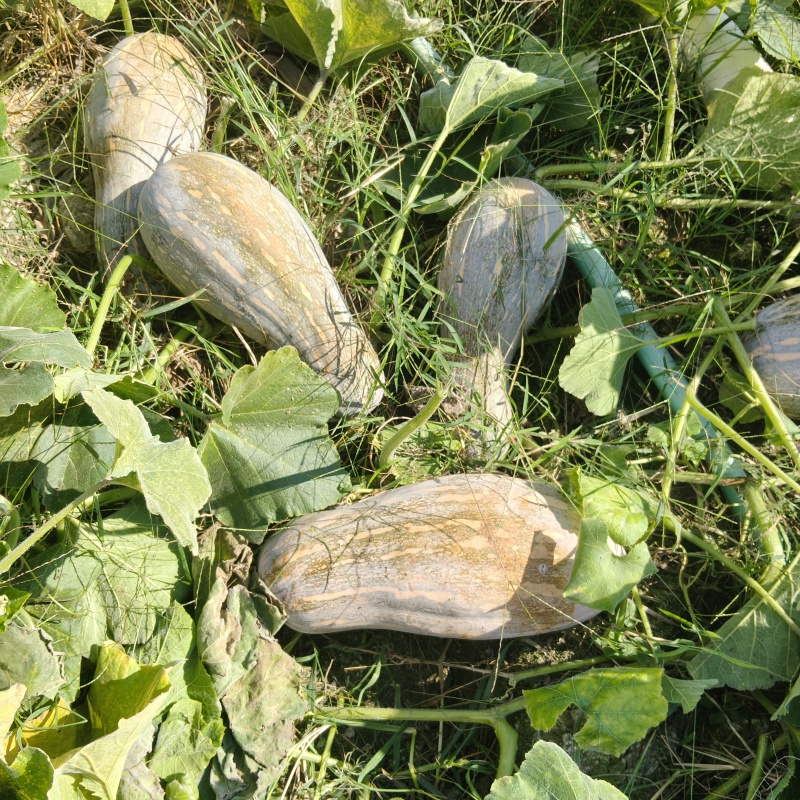 云南密本南瓜,口感香甜，新鲜上市，大量供应，欢迎咨询
