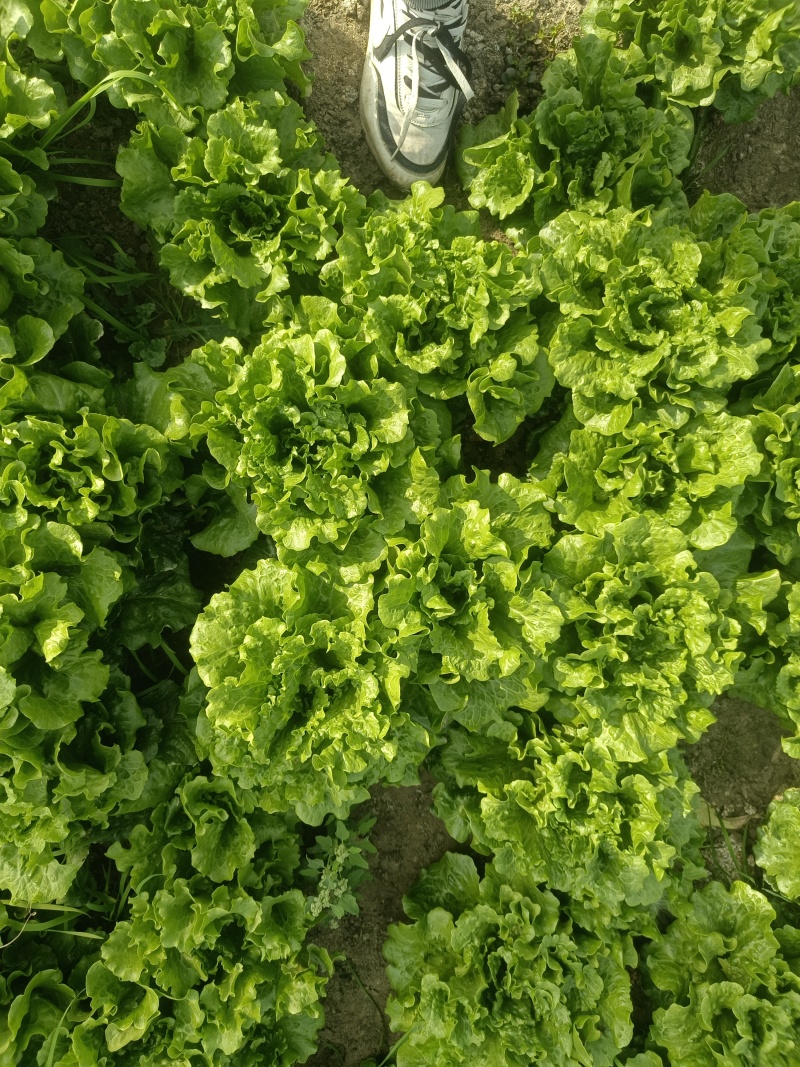 江苏泰州泰兴生菜
