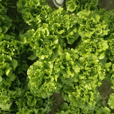 江苏泰州泰兴生菜