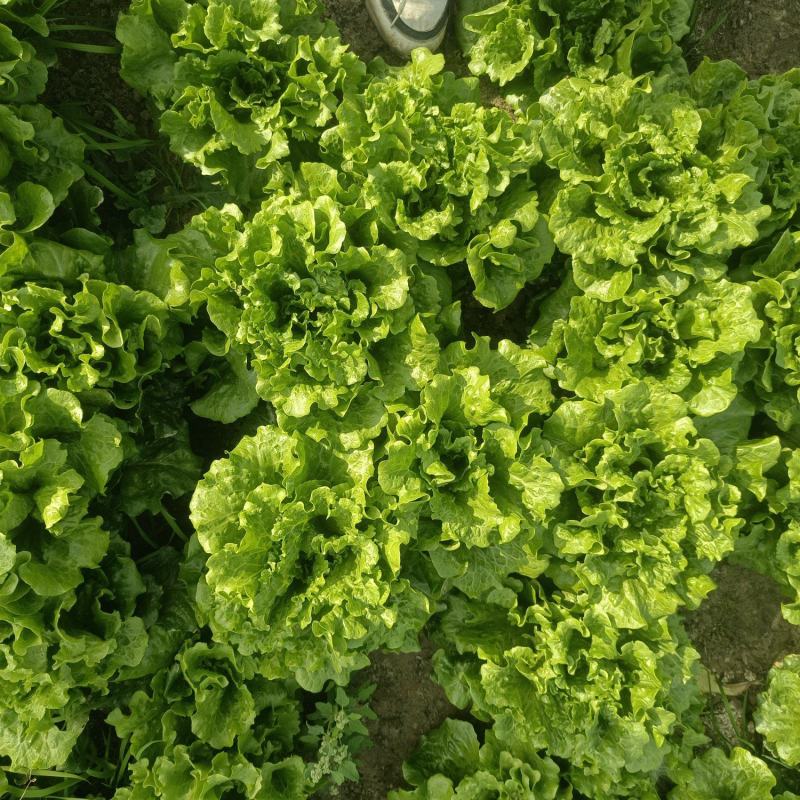 江苏泰州泰兴生菜