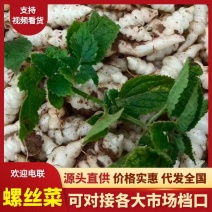 螺丝菜/地环菜/宝塔菜/颜色白亮现挖现发/产地直/全国发