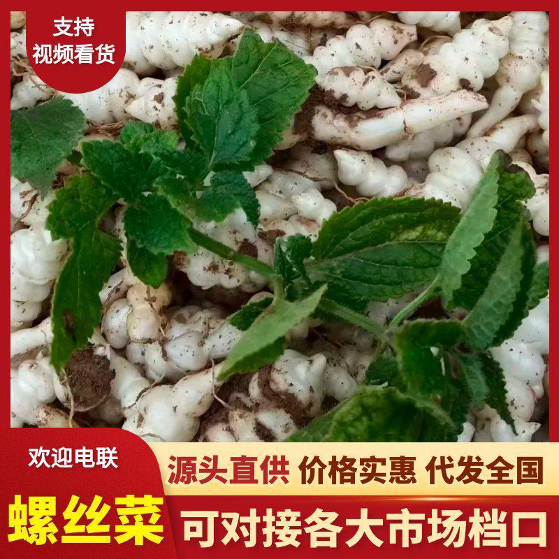 螺丝菜/地环菜/宝塔菜/颜色白亮现挖现发/产地直/全国发