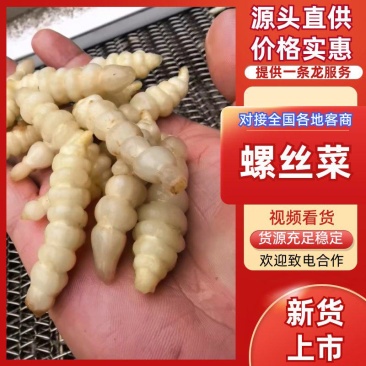 2026年螺丝菜大量上市，/全国对接