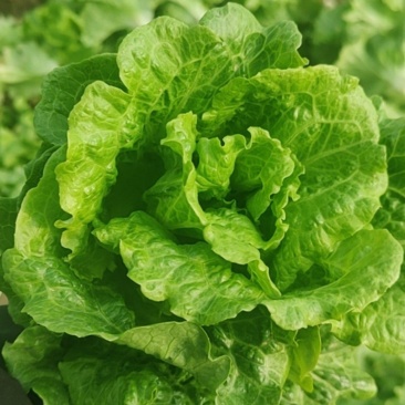生菜