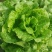 生菜
