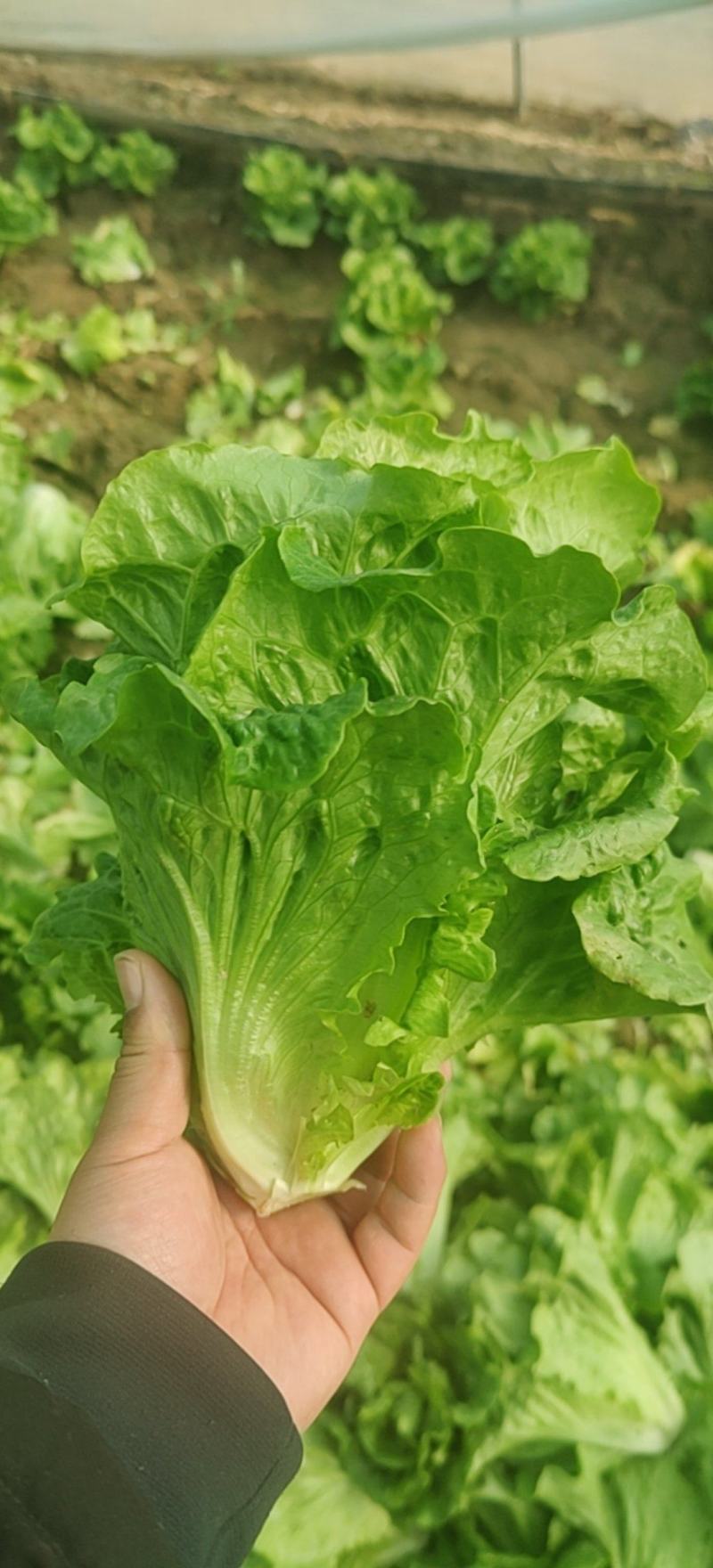 生菜