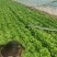 生菜