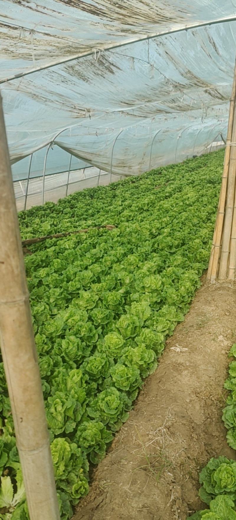 生菜