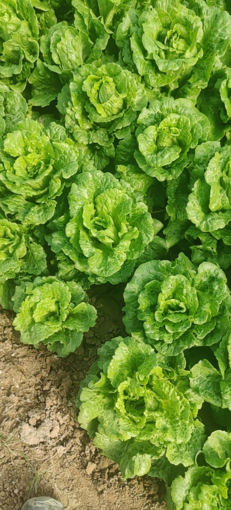 生菜