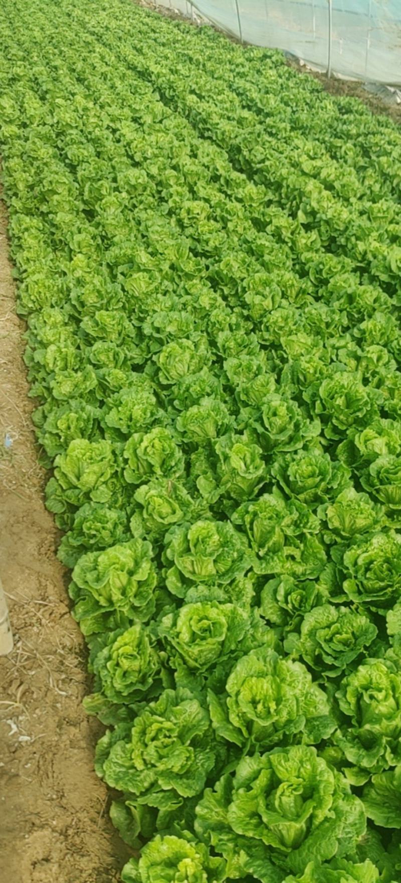 生菜