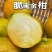 大凉山纯甜脆蜜金桔