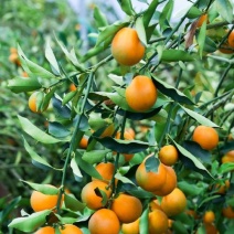 大凉山纯甜脆蜜金桔