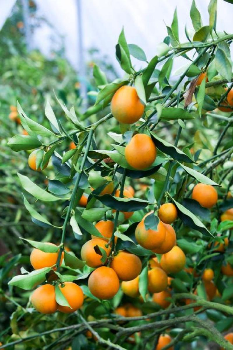 大凉山纯甜脆蜜金桔