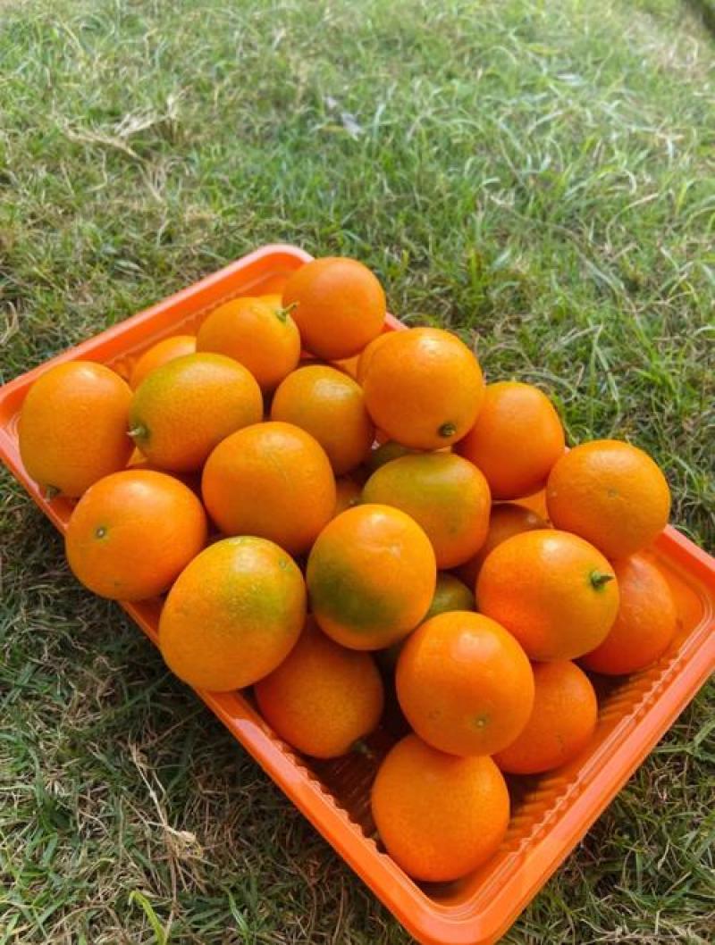 大凉山纯甜脆蜜金桔