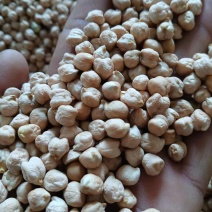 中颗粒鹰嘴豆桃豆鸡豆8MM