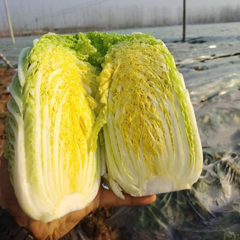 大量供应娃娃菜，按需配货专业团队长期稳定对接全国