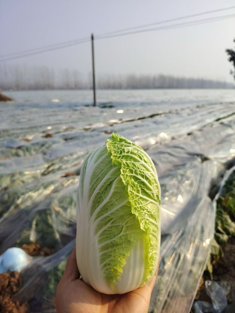 大量供应娃娃菜，按需配货专业团队长期稳定对接全国