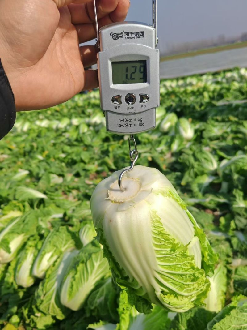 大量供应娃娃菜，按需配货专业团队长期稳定对接全国