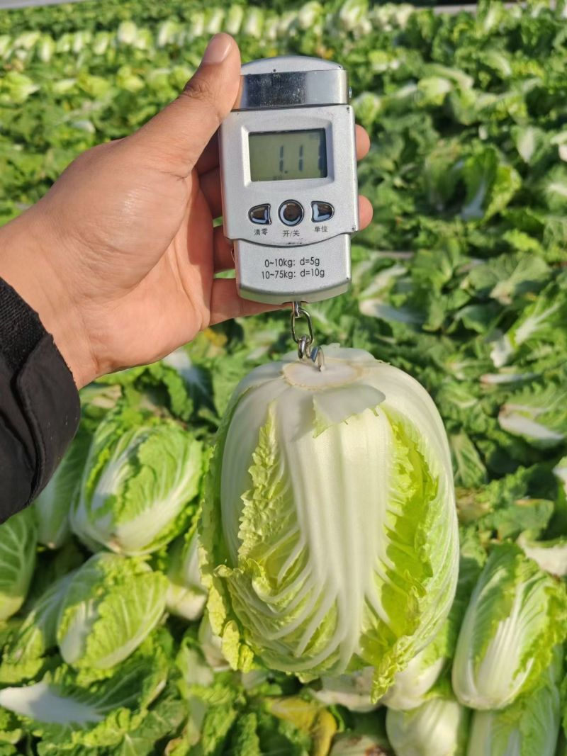 大量供应娃娃菜，按需配货专业团队长期稳定对接全国