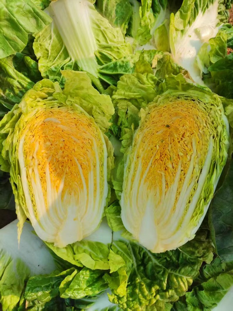 大量供应娃娃菜，按需配货专业团队长期稳定对接全国