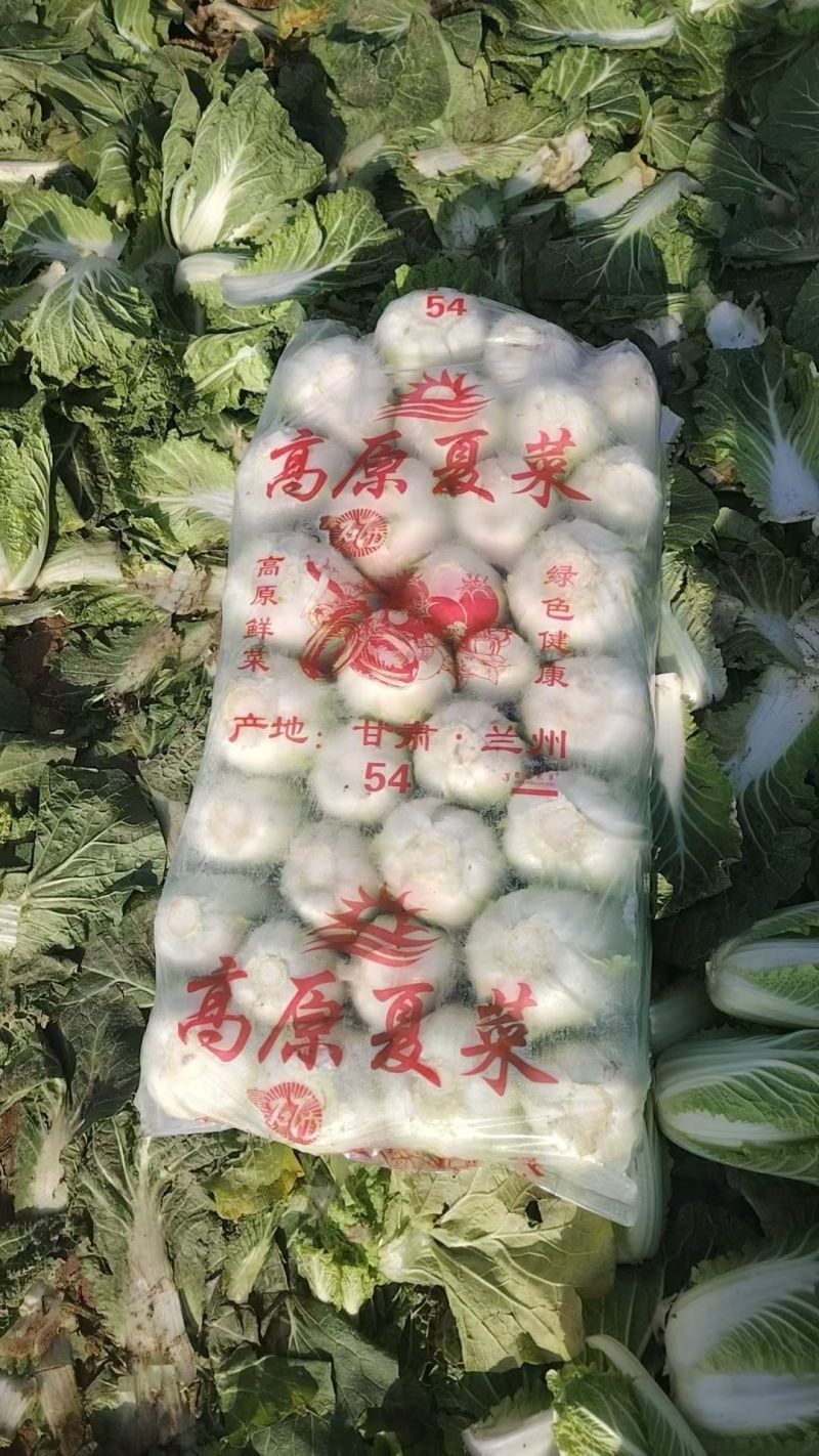 大量供应娃娃菜，按需配货专业团队长期稳定对接全国