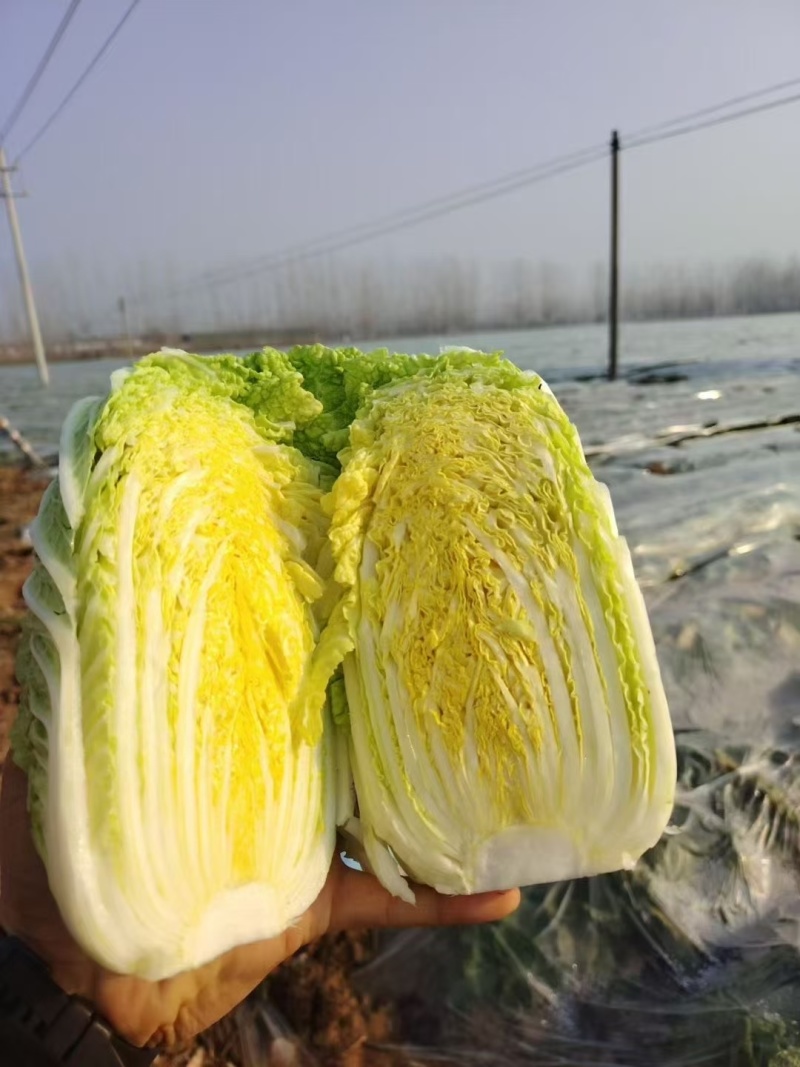 大量供应娃娃菜，按需配货专业团队长期稳定对接全国