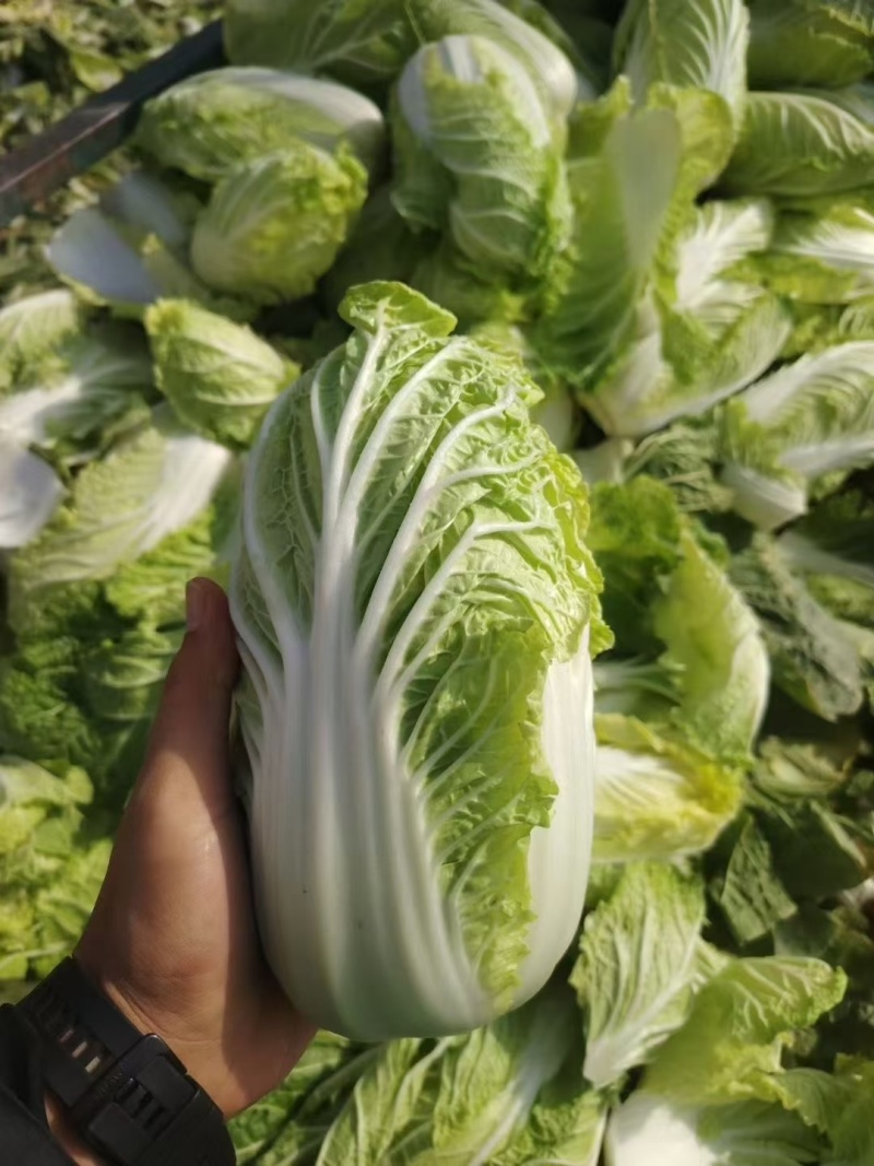 大量供应娃娃菜，按需配货专业团队长期稳定对接全国