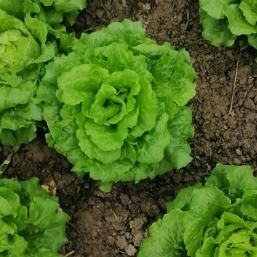 生菜