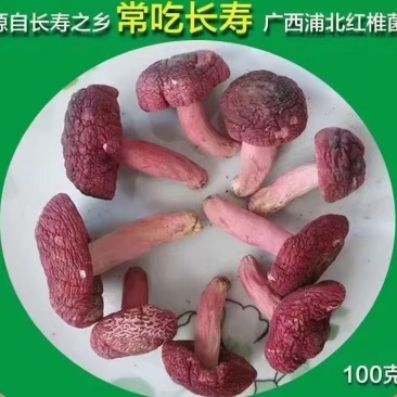 广西浦北县龙门镇野生红菇***免洗产地直销全国发货