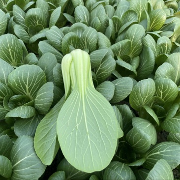 江苏精品油菜上海青/可视频看货/一手货源/量大价优