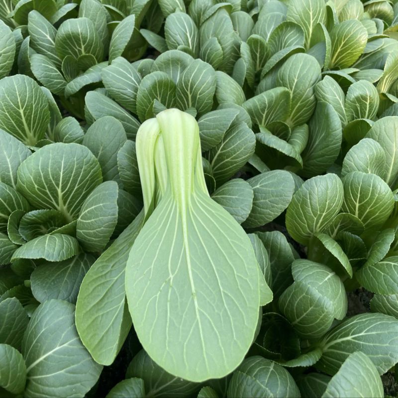 江苏精品油菜上海青/可视频看货/一手货源/量大价优
