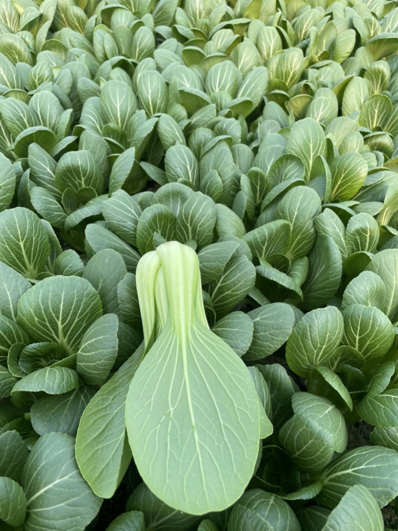 江苏精品上海青油菜/可视频看货/量大价优/一手货源